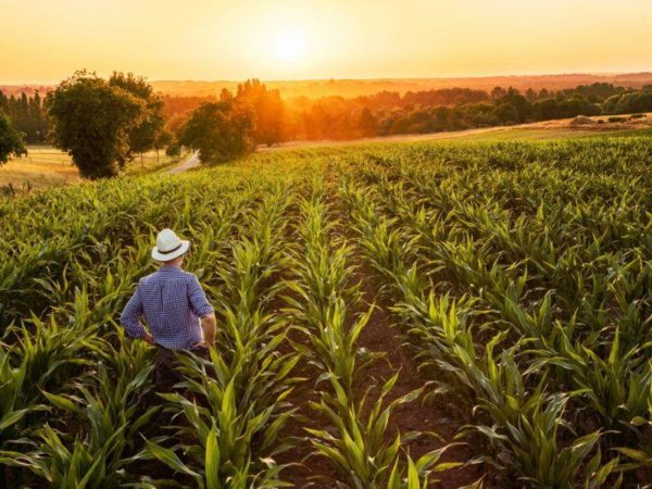 Use Biopesticides in Agriculture